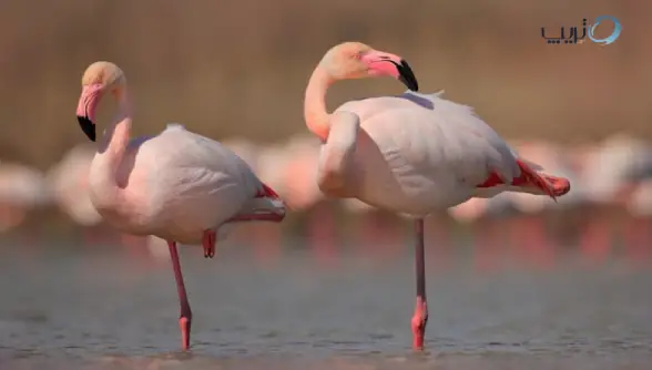 باغ پرندگان اصفهان، بهشت ناژوان